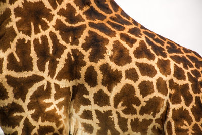 Close up of a zebra