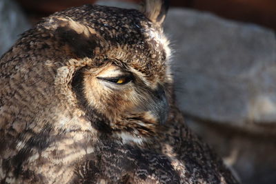 Close-up of owl