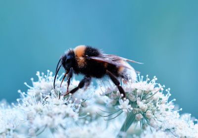 Close-up of bee pollinating on flower