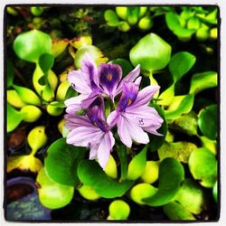 Close-up of purple flowers