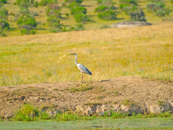 Bird on field during autumn