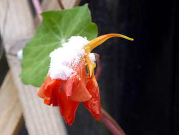 Close-up of red rose flower