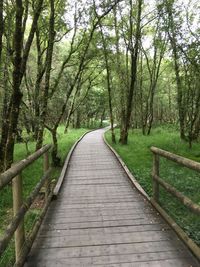 Boardwalk amidst trees in forest