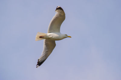 Low angle view of seagull flying