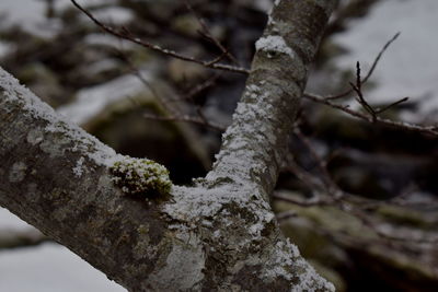 Close-up of tree trunk during winter