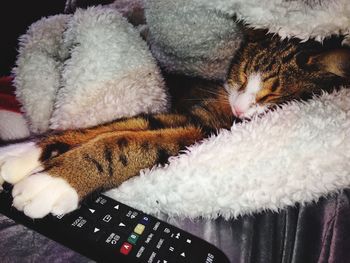 High angle view of cat