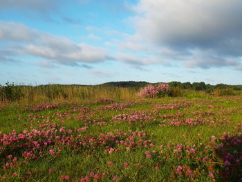 Scenic view of grassy field with flowers against sky