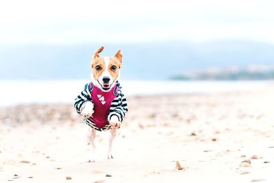 An action shot of tsunami the jack russell terrier dog running towards the camera on sicilian beach