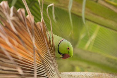 Close-up of lizard on leaf