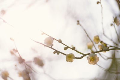 Close-up of tree