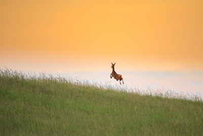 Deer on a field