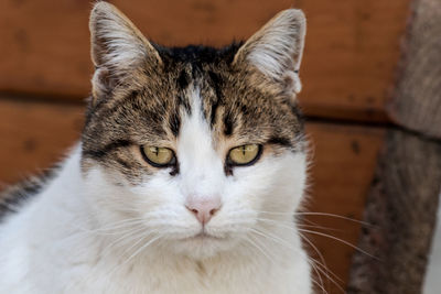 Close-up portrait of cat