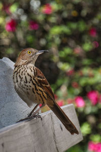 Bird perching on railing