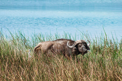 Side view of giraffe on grass by sea