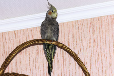 Close-up of bird perching outdoors