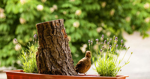 Close-up of a bird on wood