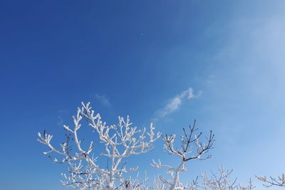 Low angle view of bare tree against blue sky