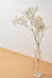 Plant in glass vase on pastel beige background. minimal style decor