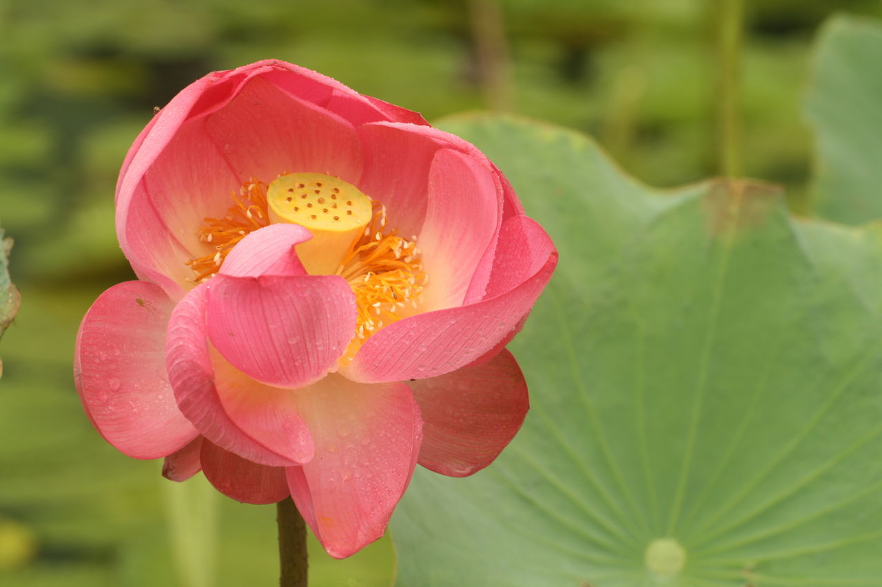 CLOSE-UP OF FRESH PINK LOTUS WATER LILY IN GARDEN