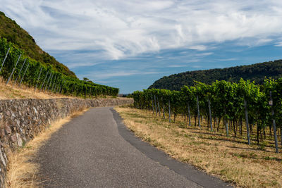 A road leading to a hill of vine plantation on a beautiful hot, sunny, summer day in western germany