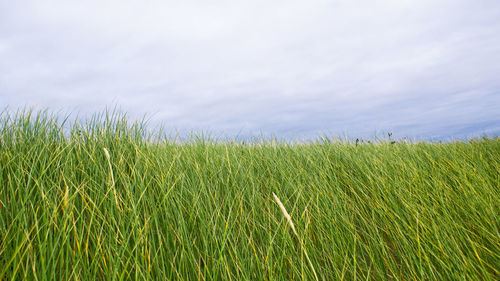 Close-up of wheat field against sky