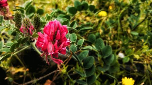 Close-up of flowers blooming outdoors