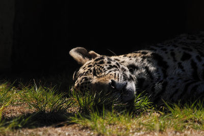 African leopard resting in grass in kruger national park, south africa.