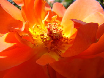 Close-up of orange rose flower