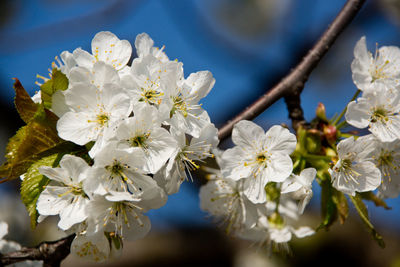 Close-up of white cherry blossoms in spring