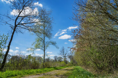 Trees on field against sky