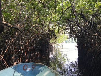 Trees by plants in forest