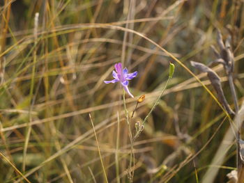 Close-up of flower against blurred background