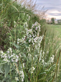 Close-up of flowering plant on field