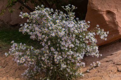 Full frame close-up view of wildflowers at the base of a boulder