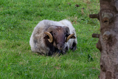 Sheep in a field