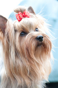 Close-up portrait of a dog