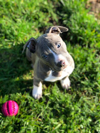 Portrait of dog on field