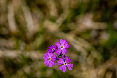 Close-up of purple flowering plant