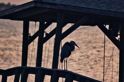 Bird perching on wooden post