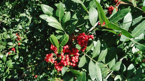 Close-up of red berries growing on tree