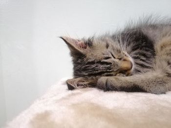 Close-up of a cat sleeping