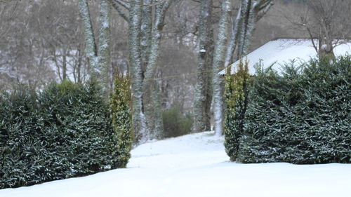 Scenic view of trees during winter