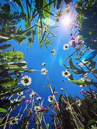 Low angle view of flowering plant against blue sky