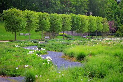 Trees growing on grassy field