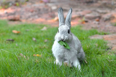 View of an animal on field