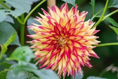 Close-up of pink flower