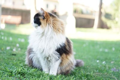 Close-up of dog on grass