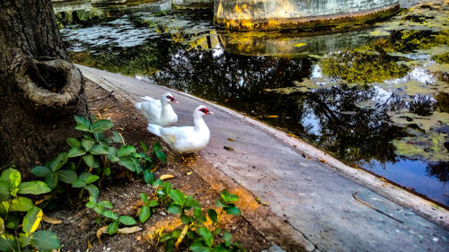 High angle view of birds perching on lake