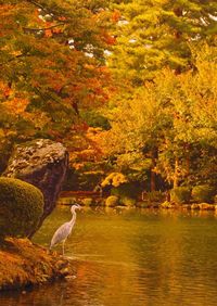 View of trees in autumn