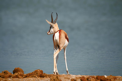 Giraffe standing on sea shore